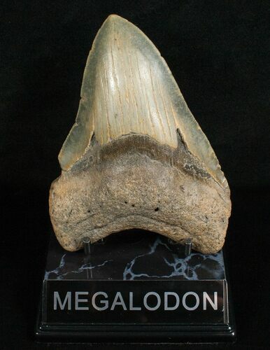 Inch Megalodon Tooth - Carolinas #4985